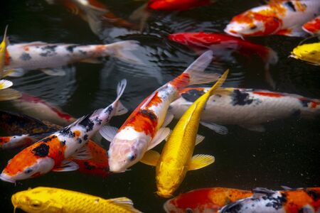 koi - Royalty Free Stock Photos and Images - Stocklib - penternak