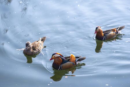 Colorful Mandarin duck (Yuanyang) ) swimming in pondの写真素材