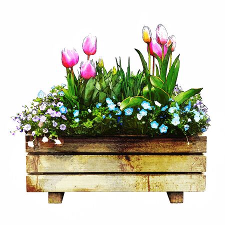 beautiful colorful tulips blooming on wooden pot in white isolated backgroundの写真素材