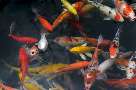 fish CARP fancy / koi in pond, japanese National animalの写真素材