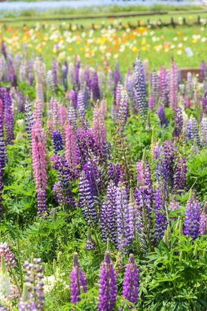 Blooming meadow with flower on the blue sky background, sunshine in summer seasonの写真素材