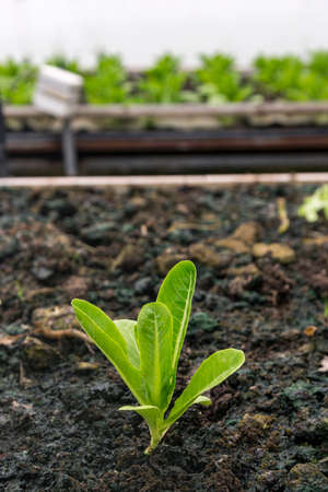 Rows of fresh organic rocket salad lettuce salad plant in Growing Organic vegetable farms.-selective focusの写真素材