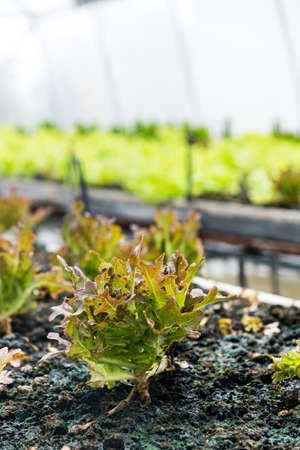 Rows of fresh organic red oak lettuce salad plant in Growing Organic vegetable farms.-selective...