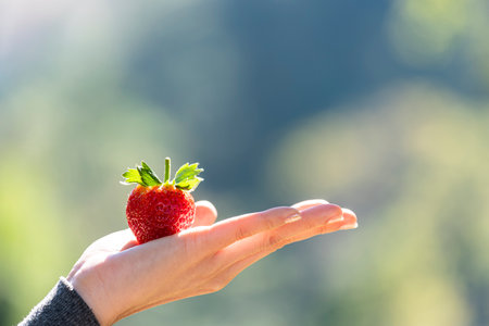 Red fresh strawberry hold on women's hand with green outdoor backgroundの写真素材