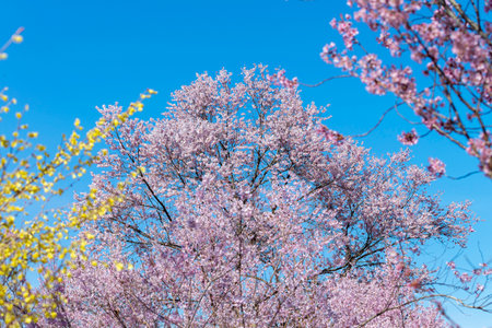 Japanese cherry Blossom (Sakura tree) spring season or hanabi season in japan, outdoor pastel color backgroundの写真素材