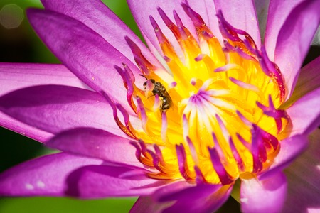Macro Magenta lotus and bee inhalation pollenの写真素材
