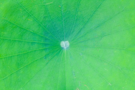 Fiber of green lotus leaf の写真素材