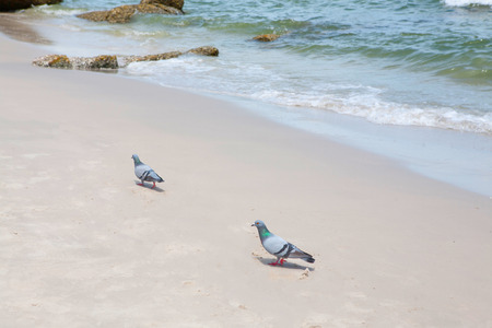 pigeon is walking on the beach