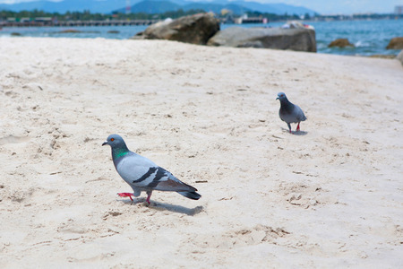 pigeon is walking on the beachの写真素材