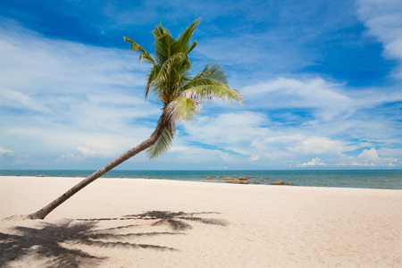 Coconut palm tree with white sand beach and blue sky backgroundの写真素材