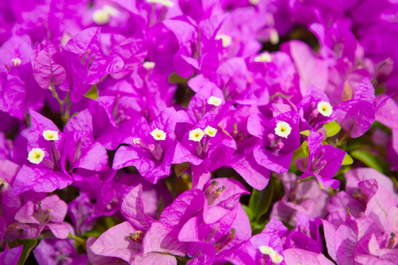 Bougainvillea or paper flower is a kind of tropical plantの写真素材