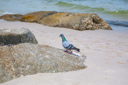 pigeons walking on the rockの写真素材