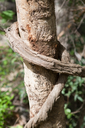 Vine liana tie up around tree horizontal backgroundの写真素材