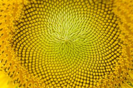 Close-up Sunflower blossomの写真素材