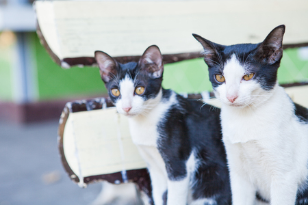 Two black and white cats lookingの写真素材