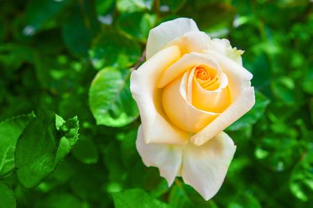 yellow rose on green leavesnature background
