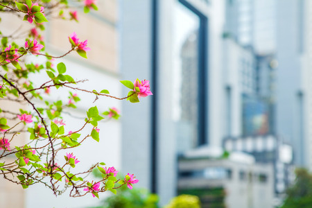 small pink flower in the big city backgroundの写真素材