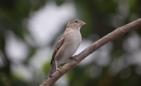 House sparrow (Passer domesticus) sitting on a tree branch.の写真素材