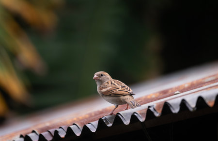 A house sparrow (Passer domesticus) sitting on a tin roof.の写真素材