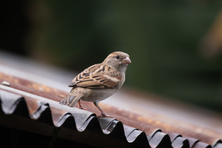 A house sparrow (Passer domesticus) sitting on a tin roof.の写真素材
