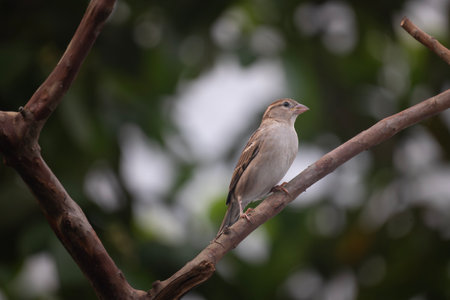 House sparrow (Passer domesticus) sitting on a tree branch.の写真素材