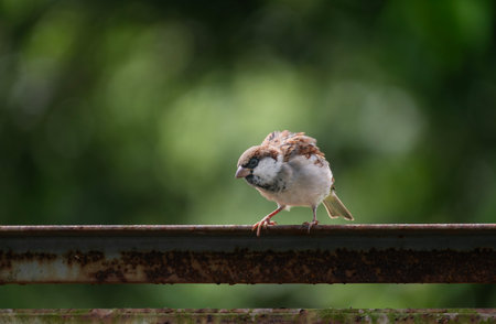 A house sparrow (Passer domesticus)の写真素材