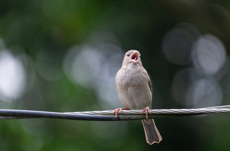 A house sparrow (Passer domesticus) is calling while perched on a wire.の写真素材
