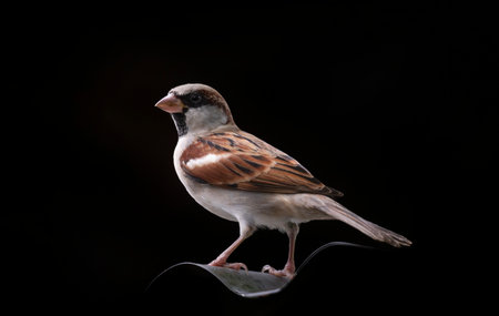 A House Sparrow (Passer domesticus) on black background.の写真素材