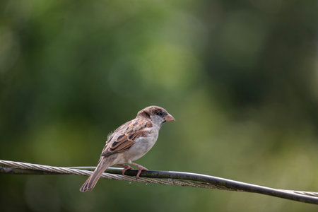 House sparrow (Passer domesticus) sitting on a wire.の写真素材