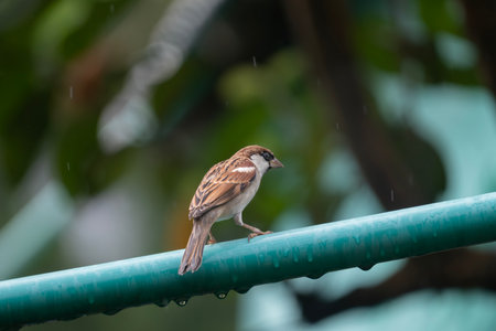 A house sparrow (Passer domesticus)の写真素材