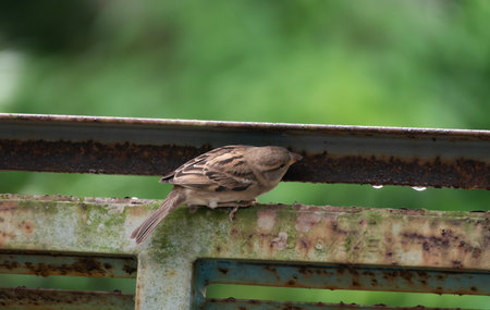 A house sparrow (Passer domesticus)の写真素材