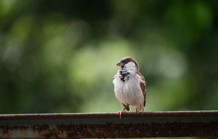 A house sparrow (Passer domesticus)の写真素材