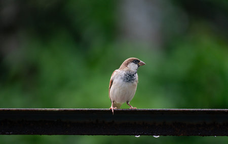 A house sparrow (Passer domesticus)の写真素材