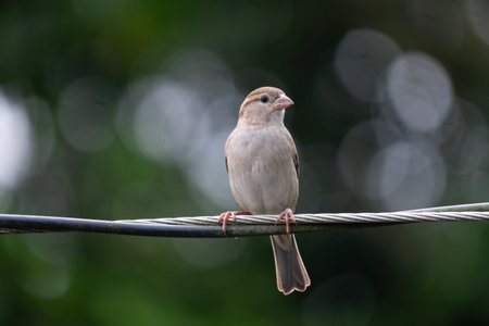 House sparrow (Passer domesticus) sitting on a wire.の写真素材