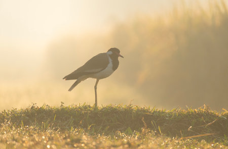 A white-breasted waterhen (Amaurornis phoenicurus) in the grass during a misty sunrise.の写真素材