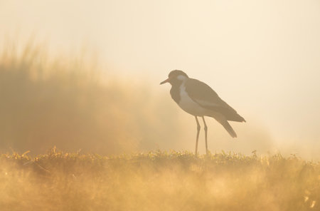 A white-breasted waterhen (Amaurornis phoenicurus) in the grass during a misty sunrise.の写真素材