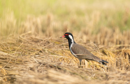 A white-breasted waterhen (Amaurornis phoenicurus) stands on a rice field at noon.の写真素材