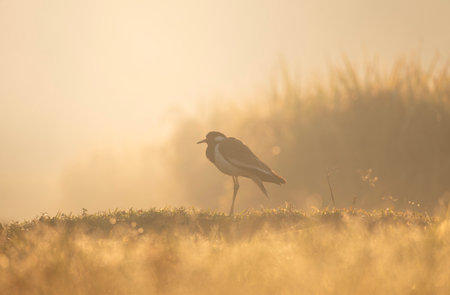 A white-breasted waterhen (Amaurornis phoenicurus) in the grass during a misty sunrise.の写真素材