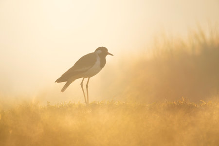 A white-breasted waterhen (Amaurornis phoenicurus) in the grass during a misty sunrise.の写真素材