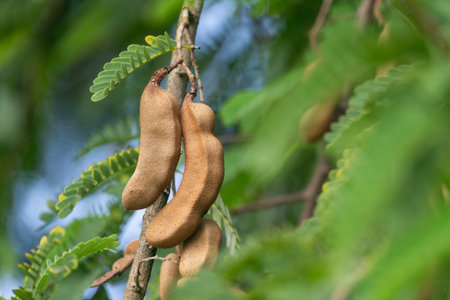 Close-up of tamarind hanging on a tree with green leavesの写真素材