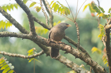 A jungle babbler (Argya striata) on a tree branch.の写真素材
