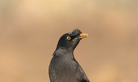 Close-up of a jungle myna (Acridotheres fuscus).