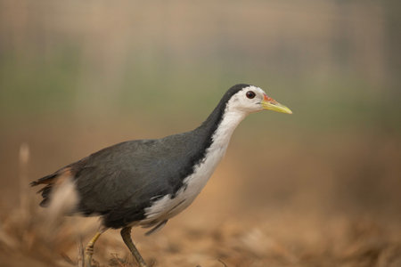 A white-breasted waterhen (Amaurornis phoenicurus).