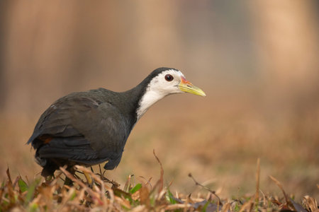 A white-breasted waterhen (Amaurornis phoenicurus).