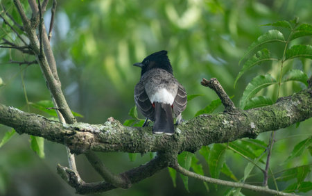 A Red-vented Bulbul (Pycnonotus cafer) on a tree branch.の写真素材