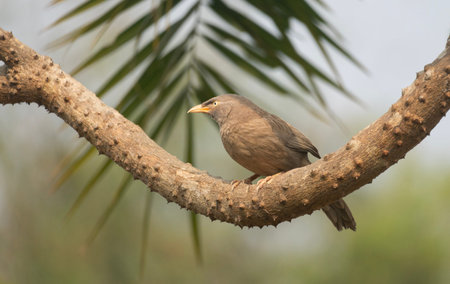 A jungle babbler (Argya striata) on a tree branch.