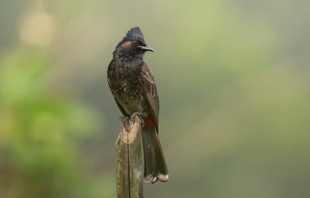 A Red-vented Bulbul (Pycnonotus cafer).の写真素材