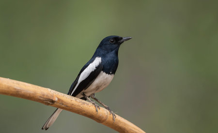 A Oriental magpie-robin (Copsychus saularis).の写真素材