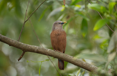 A chestnut-tailed starling (Sturnia malabarica) on tree branch.