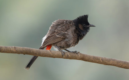 A Red-vented Bulbul (Pycnonotus cafer).の写真素材